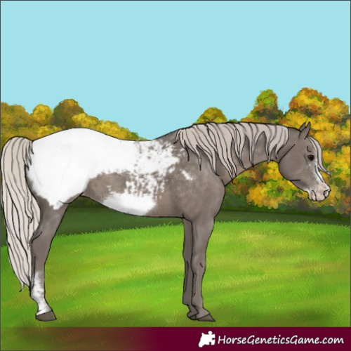 Horse Color:Silver Black Sabino Frame Appaloosa 