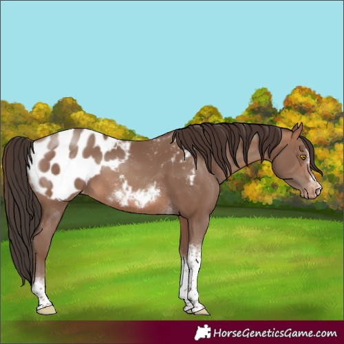 Horse Color:Sable Champagne Tobiano Frame Appaloosa Rabicano