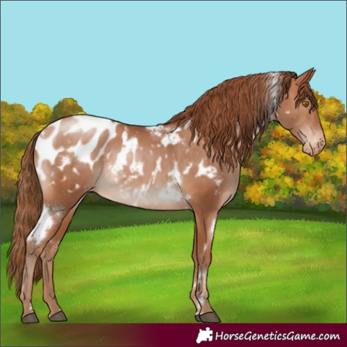 Horse Color:White Spotted Brown Pearl Appaloosa 