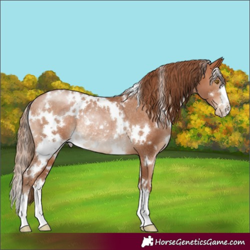 Horse Color:White Spotted Brown Pearl Rabicano