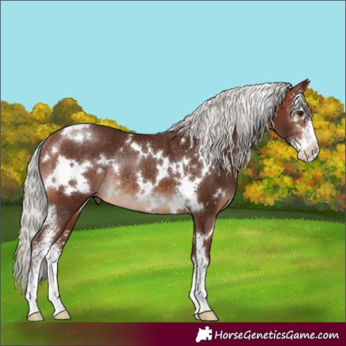 Horse Color:White Spotted Silver Brown Sabino Rabicano 