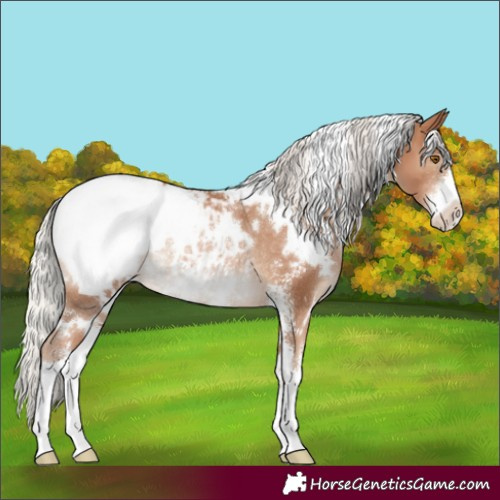 Horse Color:White Spotted Silver Black Pearl Sabino Appaloosa Rabicano