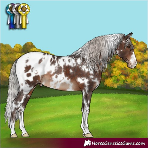 Horse Color:White Spotted Silver Brown Appaloosa 