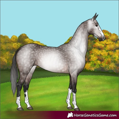 Horse Color:Gray Bay 