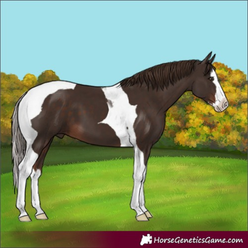 Horse Color:Liver Chestnut Splash Tobiano