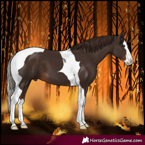 Horse Color:Liver Chestnut Splash Tobiano