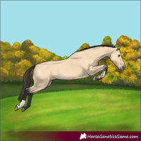 Horse Color:Buckskin 