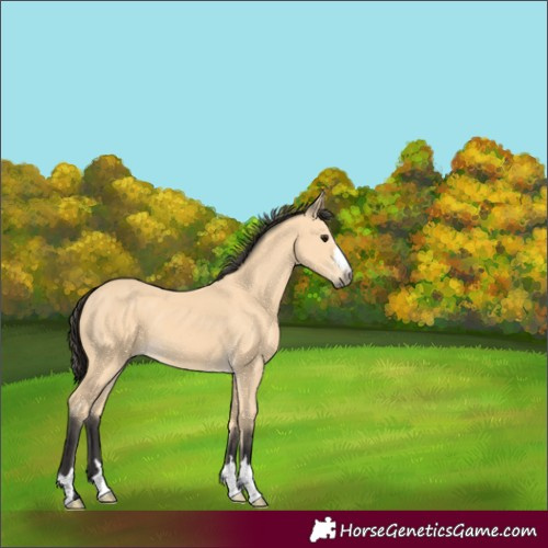Horse Color:Buckskin 
