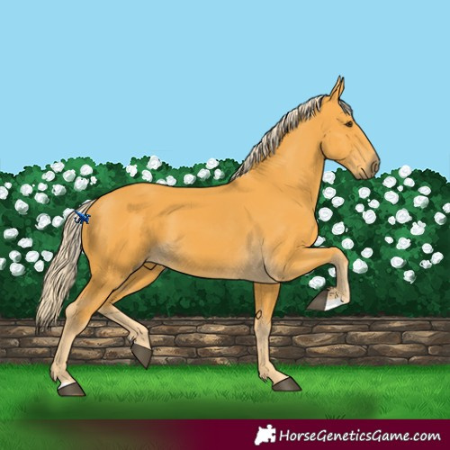 Horse Color:Palomino 