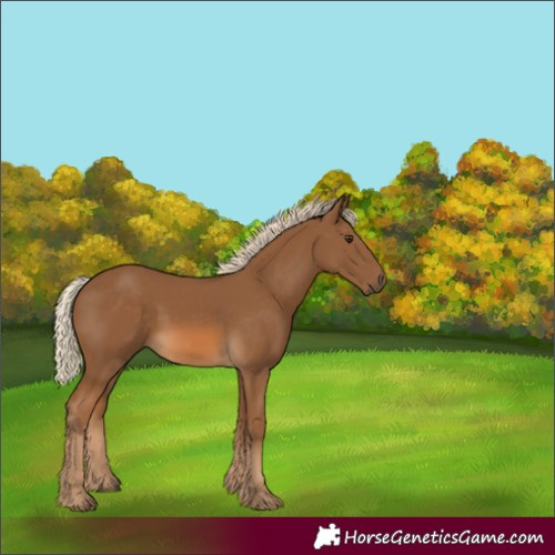 Horse Color:Unknown 