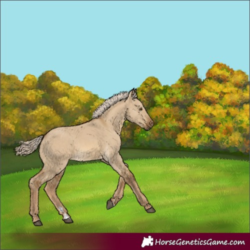 Horse Color:Chocolate Palomino Dun 