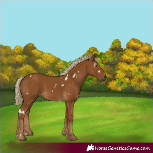 Horse Color:Gray White Spotted Palomino 