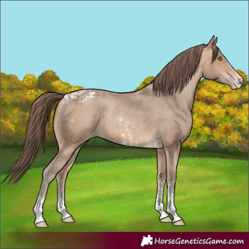 Horse Color:Amber Champagne Sabino Tobiano Blanket  and Amber Champagne Sabino Tobiano Blanket 