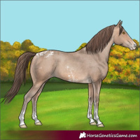 Horse Color:Amber Champagne Sabino Tobiano Blanket and Amber Champagne Sabino Tobiano Blanket