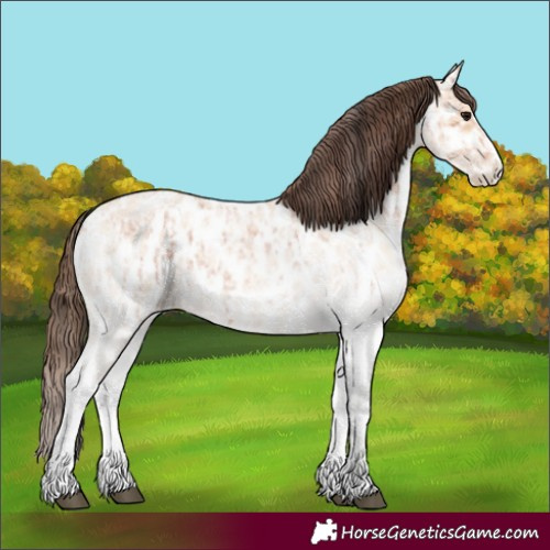 Horse Color:White Spotted Bay Roan Splash Near Leopard  and White Spotted Bay Roan Dun Splash Near Leopard 
