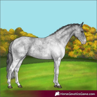 Horse Color:White Spotted Blue Roan 