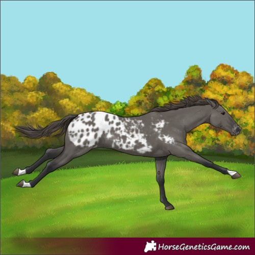 Horse Color:Grullo Appaloosa 
