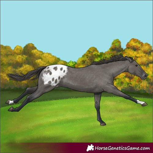 Horse Color:Grullo Appaloosa 