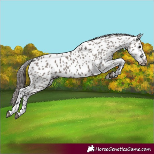 Horse Color:Grullo Appaloosa 