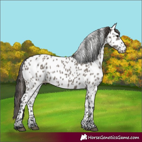 Horse Color:Grullo Appaloosa