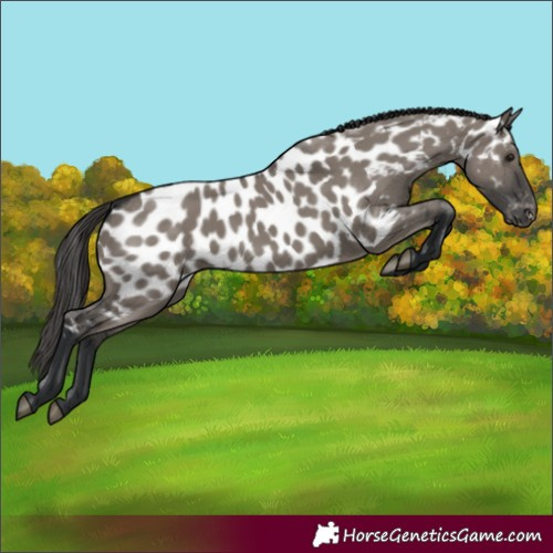 Horse Color:Grullo Near Leopard