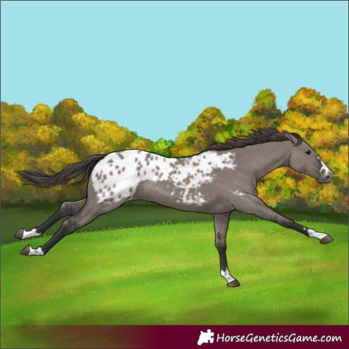 Horse Color:Grullo Blanket 