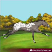 Horse Color:Grullo Appaloosa