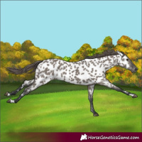 Horse Color:Grullo Appaloosa