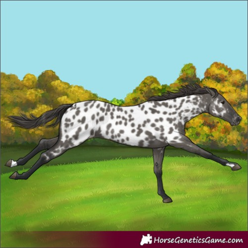 Horse Color:Grullo Appaloosa 