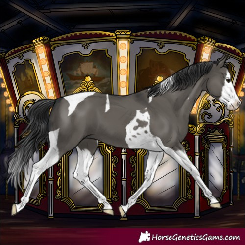 Horse Color:Grullo Splash Tobiano 
