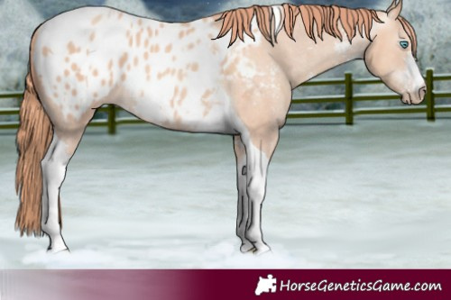 Horse Color:Gray Perlino Sabino Tobiano Blanket  and Gray Perlino Sabino Tobiano Blanket 