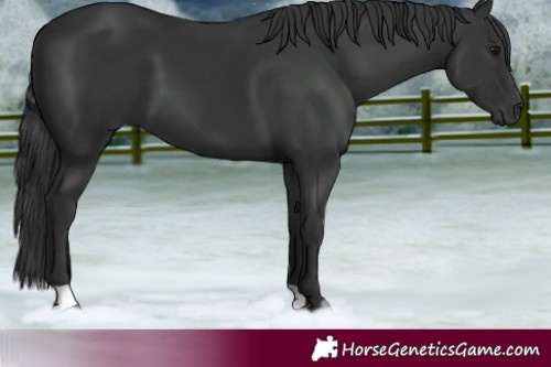 Horse Color:Black 