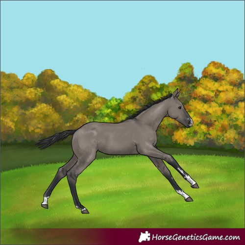 Horse Color:Grullo
