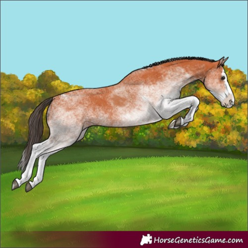 Horse Color:White Spotted Bay Splash  and White Spotted Bay Splash 