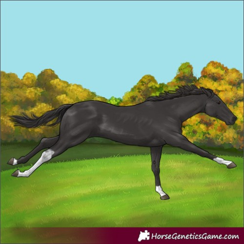 Horse Color:Smoky Black Tobiano 