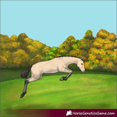 Horse Color:Buckskin