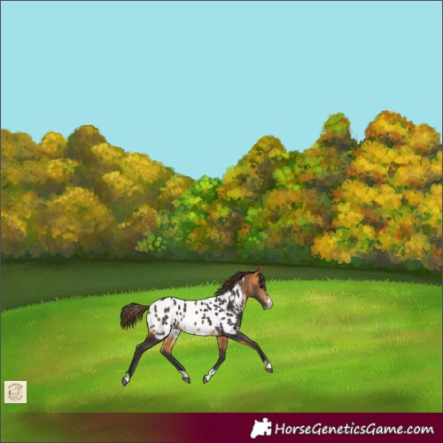 Horse Color:Buckskin Appaloosa