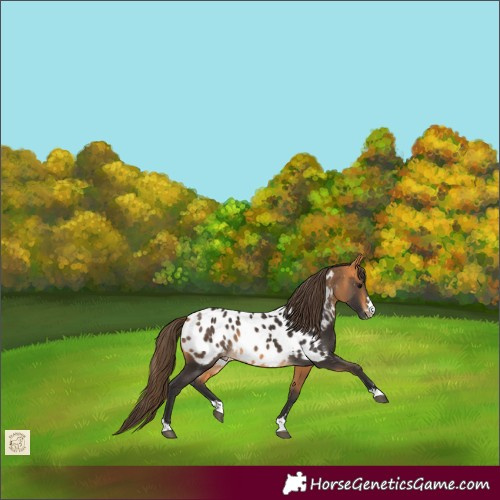 Horse Color:Buckskin Near Leopard 