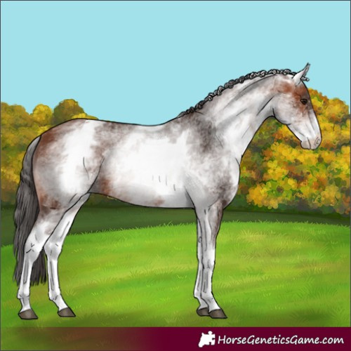 Horse Color:White Spotted Bay