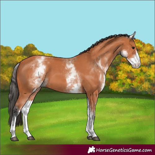 Horse Color:White Spotted Bay