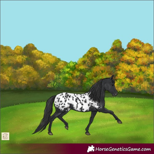 Horse Color:Black Near Leopard 