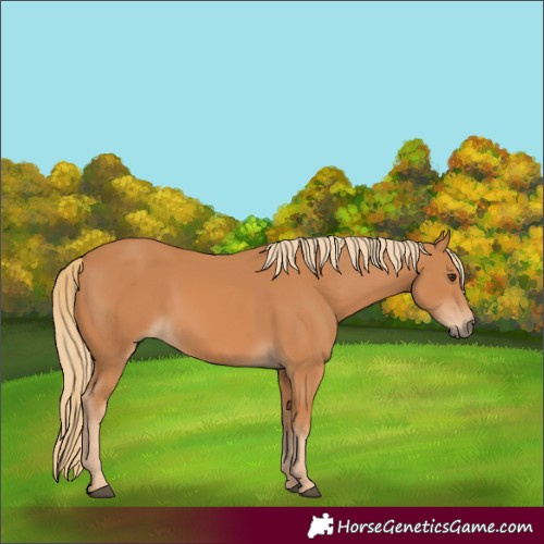 Horse Color:Chestnut Rabicano 