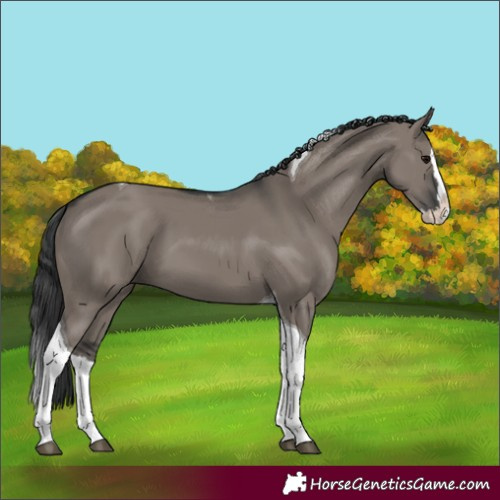 Horse Color:Grullo Splash Tobiano 