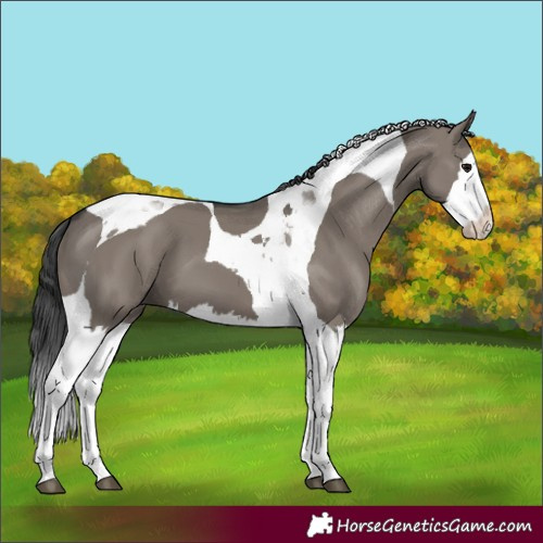 Horse Color:Grullo Splash Tobiano 