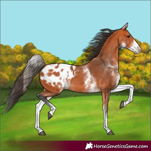Horse Color:White Spotted Bay Blanket 
