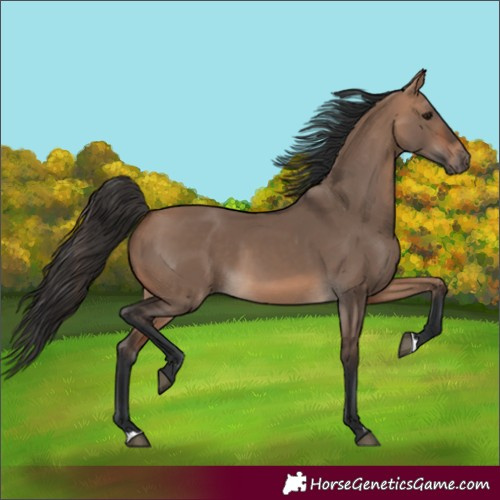 Horse Color:Bay Dun