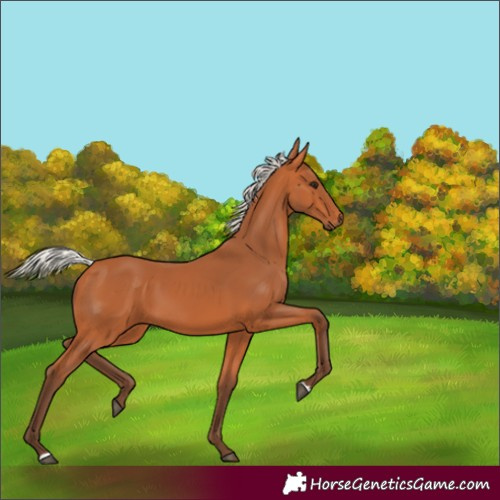Horse Color:Silver Bay