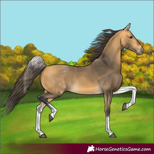 Horse Color:Unknown 
