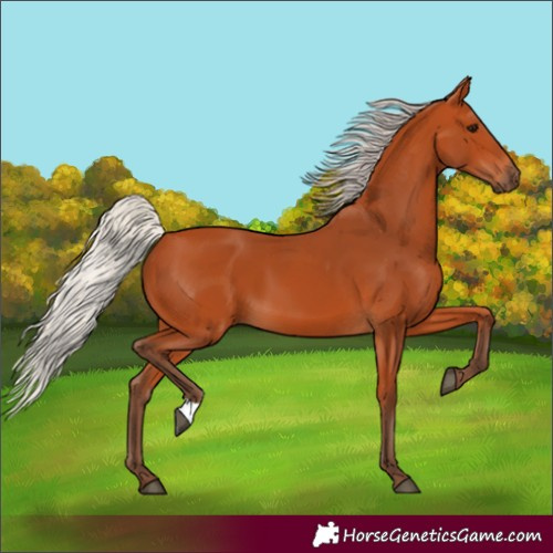 Horse Color:Silver Bay 