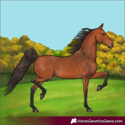 Horse Color:Unknown 